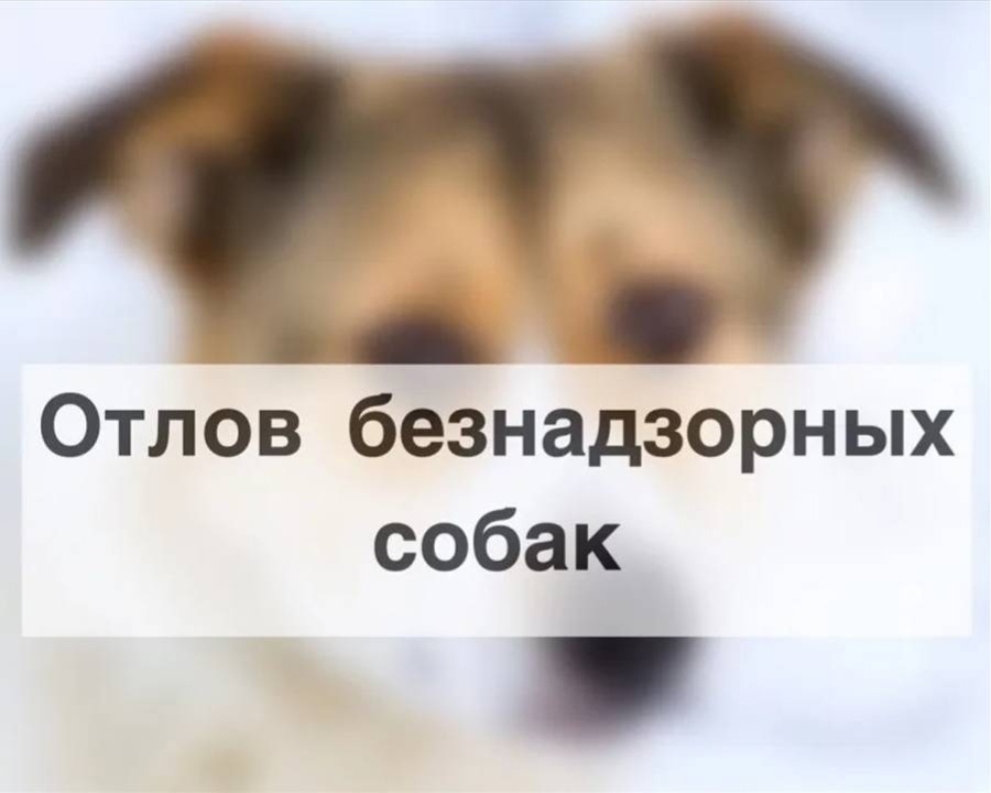 Плановый отлов собак, путем проведения рейдов территорий поселений.